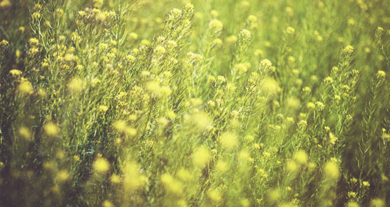 flower field 