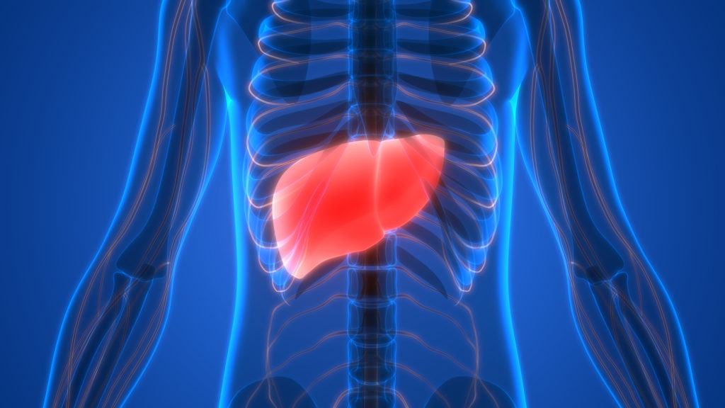 Human body organs (Liver)
